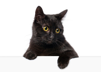Curious black cat  with yellow eyes peeking over a blank white banner looking to the side, isolated...