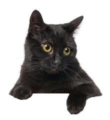 Curious black cat with yellow eyes peeking over a blank white banner looking to the side, cut out