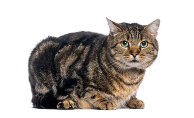 European shorthair cat lying down and looking forward on white background