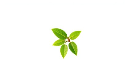 Obraz premium Single vibrant green plant, isolated on pure white, asset, growth