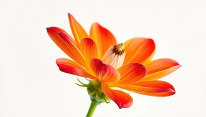 Naklejka premium Single vibrant bloom, petals unfurled, against pure white backdrop, flower, texture