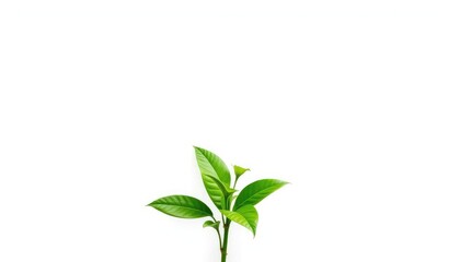 Single vibrant green plant, isolated on pure white background, color, greenery
