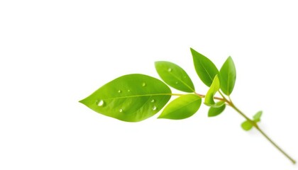 Obraz premium Single vibrant green plant, isolated on pure white background, nature, chlorophyll