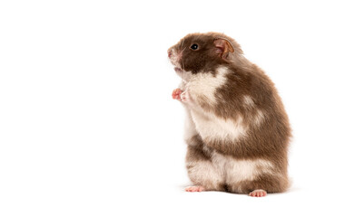Brown and white hamster standing on hind legs, looking up on a white background