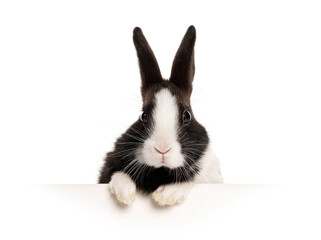 black and white bunny peeking over a blank white banner, isolated on white