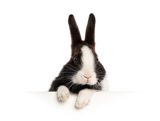 black and white bunny peeking over a white surface, isolated on white