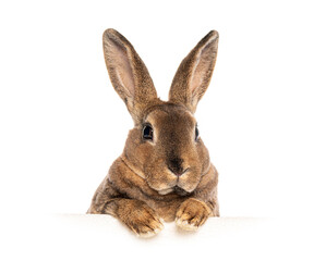 Adorable brown rabbit with long ears peeking over a white surface, paws resting on the edge