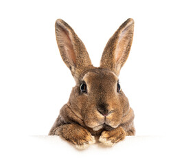 Adorable brown rabbit with long ears peeking over a white surface, paws resting on the edge