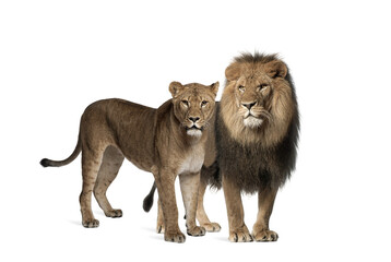 Obraz premium Male and female Lion together, isolated. Wild cat