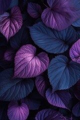Fototapeta premium Closeup of a purpleleaved plant against a dark background