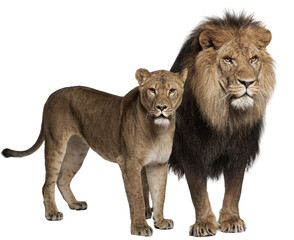 Family of lion, adult and cub, cut out. Wild cat