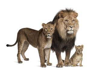 Family of lion, adult and cub, isolated. Wild cat