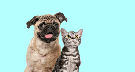 happy young pug dog panting mouth wide open, isolated on Blue, Remastered
