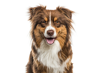 Head shot of Australian Shepherd sitting and panting, isolated on white