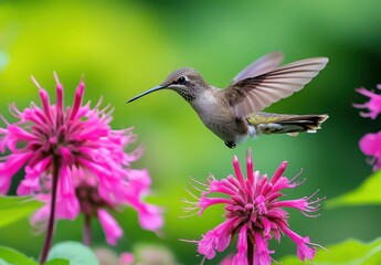 Hummingbird Feeding on Vibrant Pink Flowers with Blurred Green Background in Nature's Colorful Landscape