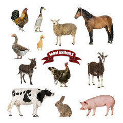 Poster of farm animals including a horse, cow, pig, sheep, goat, goose, rooster, hen, duck, and rabbit
