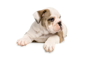 Cute english Bulldog puppy dog lying down and looking away with hanging paws over a white horizontal empty blank banner perfect for adding custom text or designs, Remastered