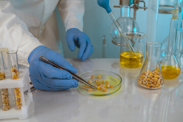cientist check chemical whole grains residues in laboratory. Control experts inspect the...