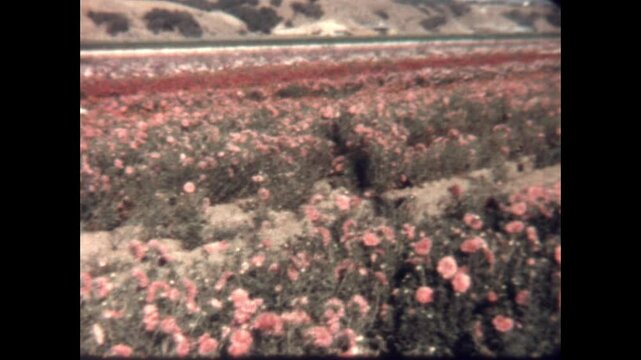 Flower Field 1963 - Commercial flower cultivation in a field outside of Solvang, California in 1963.
