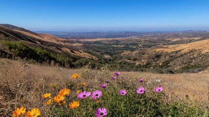 Obraz premium Wildflowers Bloom Overlooking the Valley on a Clear Sunny Day