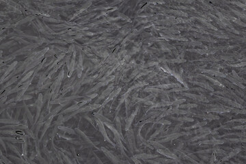 A lot of fish swimming in the fresh clear water in the port of Nessebar, Burgas, Bulgaria