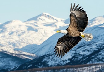 Obraz premium Majestic Bald Eagle in Flight Over Snow-Capped Mountains with Clear Blue Sky Background Capturing Nature's Beauty and Wildlife in Its Natural Habitat