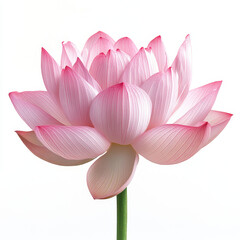 Fototapeta premium Pink Lotus Flower Close Up on White Background