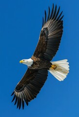 Majestic Bald Eagle Soaring Against a Clear Blue Sky with Outstretched Wings and Vibrant Feathers Showcasing Nature's Beauty and Grace