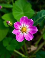 Blooming Pink Flower with Yellow Center and Surrounding Greenery