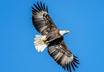 Naklejka premium Majestic Bald Eagle Soaring Against Clear Blue Sky in Splendid Display of Wings and Freedom in Nature's Breathtaking Landscape