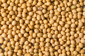 Dry Organic Raw Soy Beans