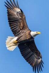 Fototapeta premium Majestic Bald Eagle Soaring Through Clear Blue Sky with Wings Spread Wide Capturing Freedom and Grace in Nature's Splendor