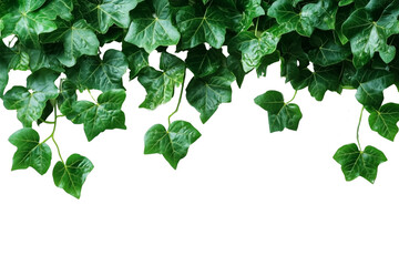 Naklejka premium Ivy vine plants, green plant wall isolated on transparent background