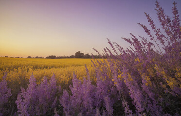 Obraz premium lavender field at sunrise
