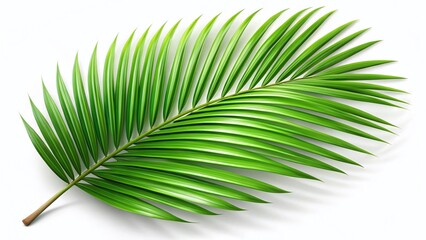 Obraz premium Single Palm Leaf Isolated on White, Tropical Plant, Botany, Nature Stock Photo