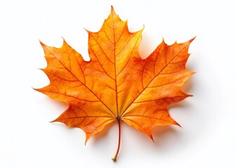 Obraz premium Single Orange Maple Leaf Isolated on White Background - Autumn Stock Photo