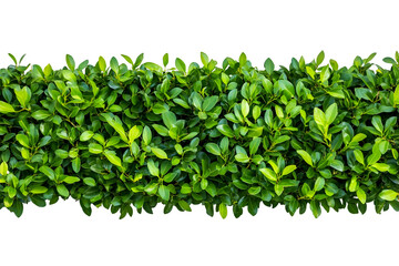An entire horizontal boxwood hedge with bright green leaves, isolated on a transparent background.