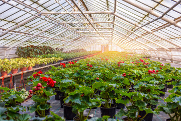 Greenhouse filled with blooming red Begonia plants, arranged in neat rows, creating an environment ideal for cultivation and growth. 
