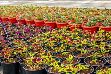 The colorful Coleus plants with red and green leaves growing in individual red and black pots inside a greenhouse. 