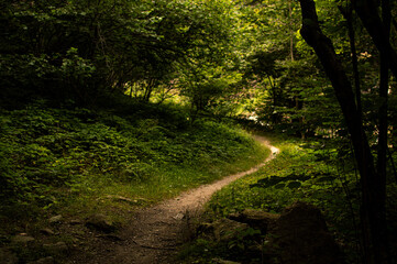 path in the forest