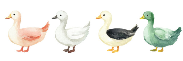 Fototapeta premium Watercolor ducks in a serene natural setting capturing their unique colors and textures translate background for art