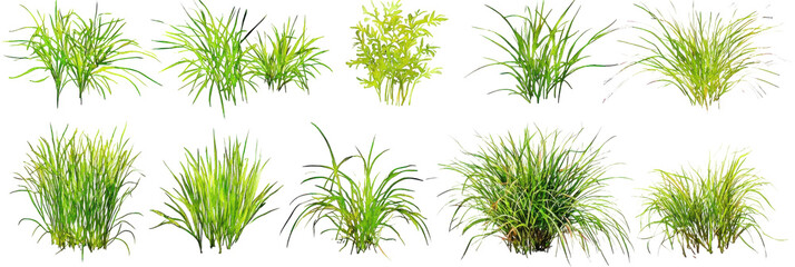 Translate background grass watercolor natural environment botanic art greenery viewpoint