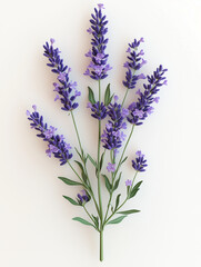 Fototapeta premium a lavender sprig isolated on a white background with soft natural shadows