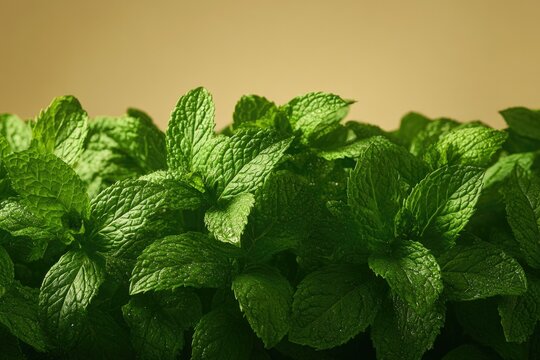 Lush green mint leaves create fresh, vibrant atmosphere with ric