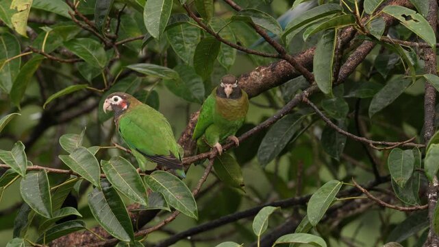 Tropic bird Brown-hooded Parrot, Pionopsitta haematotis, Mexico, green pair parrot with brown head. Detail close-up portrait of two bird from Central America. Wildlife love scene from tropical nature