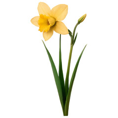 Obraz premium daffodils isolated on white background