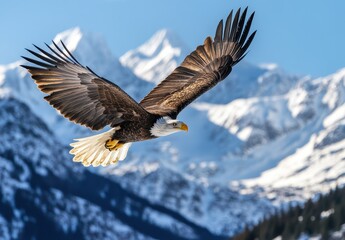 Majestic Eagle in Flight Against Snow-Capped Mountains with Clear Blue Sky Seasoned Wing Span Displaying Strength and Freedom in a Beautiful Landscape