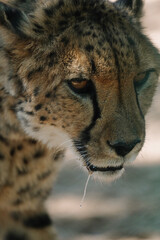Wild cat Cheetah in one of african nature reserves before feeding