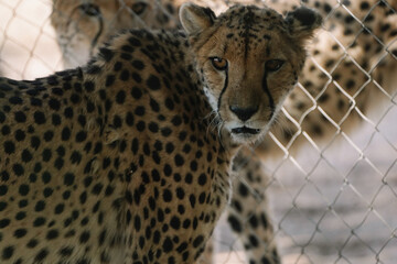 Wild cat Cheetah in one of african nature reserves before feeding