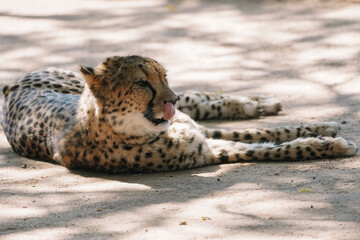 Wild cat Cheetah lying down and licking itself after feeding in one of african nature reserves after feeding